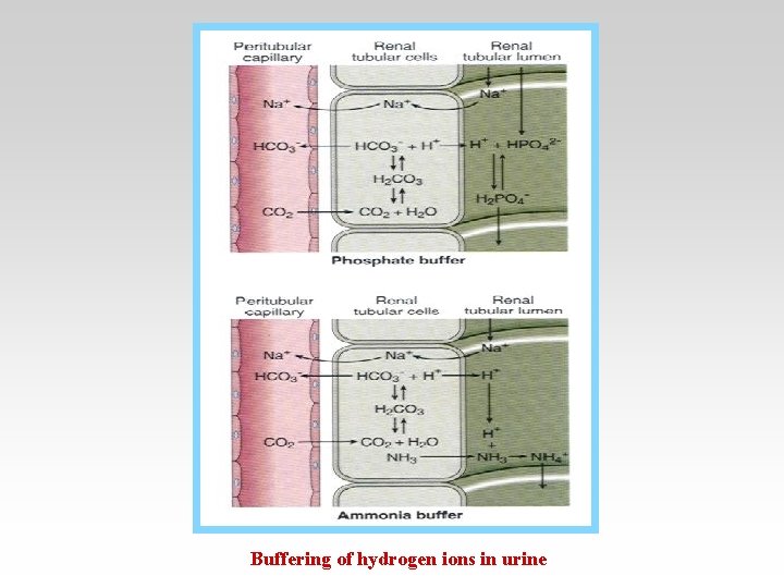 Buffering of hydrogen ions in urine 