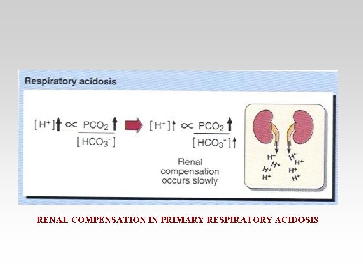 RENAL COMPENSATION IN PRIMARY RESPIRATORY ACIDOSIS 