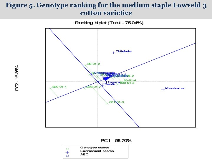 Figure 5. Genotype ranking for the medium staple Lowveld 3 cotton varieties 