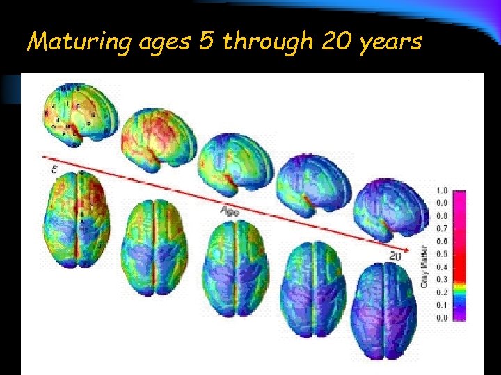Maturing ages 5 through 20 years 