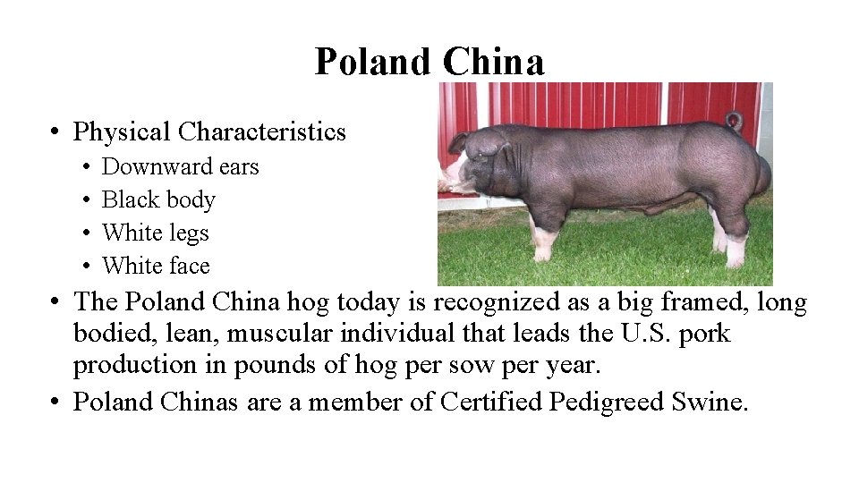 Poland China • Physical Characteristics • • Downward ears Black body White legs White