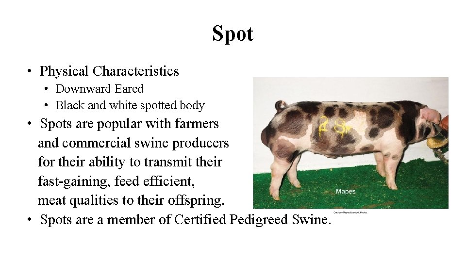 Spot • Physical Characteristics • Downward Eared • Black and white spotted body •