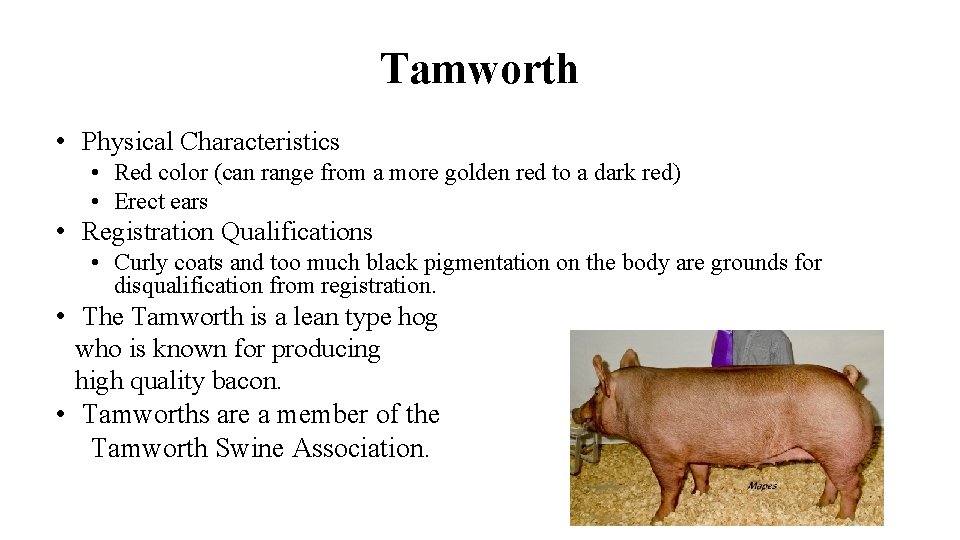 Tamworth • Physical Characteristics • Red color (can range from a more golden red