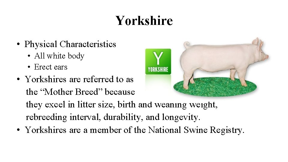 Yorkshire • Physical Characteristics • All white body • Erect ears • Yorkshires are