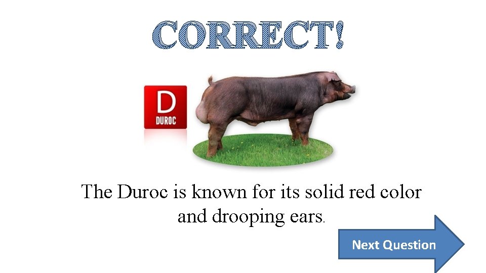 CORRECT! The Duroc is known for its solid red color and drooping ears. Next