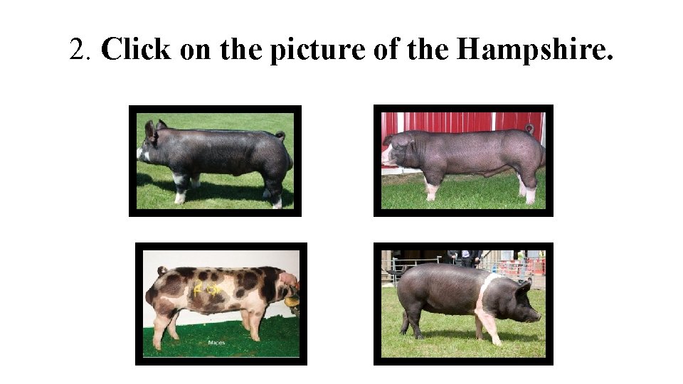 2. Click on the picture of the Hampshire. 