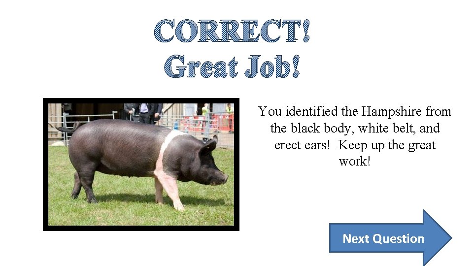 CORRECT! Great Job! You identified the Hampshire from the black body, white belt, and