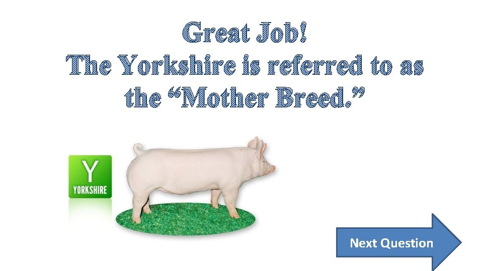 Great Job! The Yorkshire is referred to as the “Mother Breed. ” Next Question