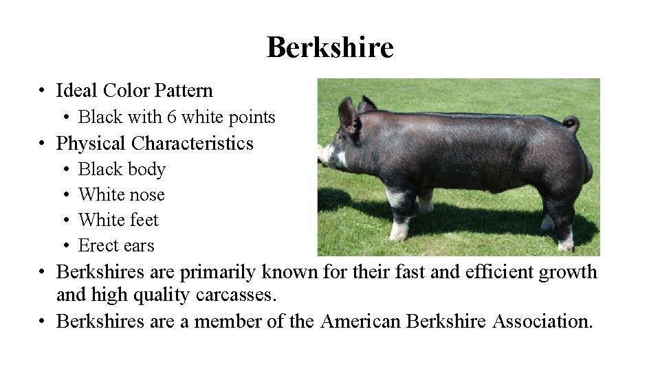 Berkshire • Ideal Color Pattern • Black with 6 white points • Physical Characteristics