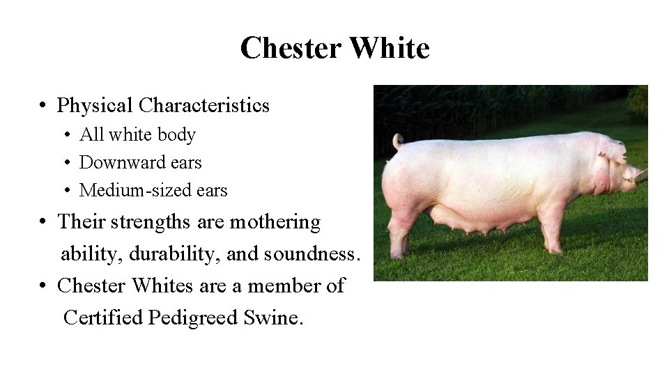 Chester White • Physical Characteristics • All white body • Downward ears • Medium-sized