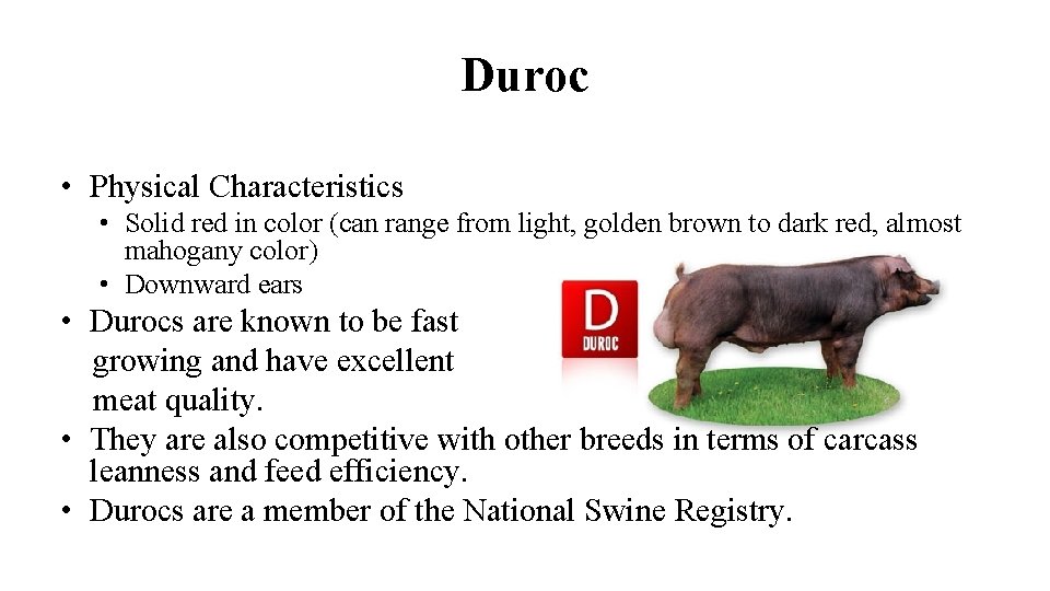 Duroc • Physical Characteristics • Solid red in color (can range from light, golden