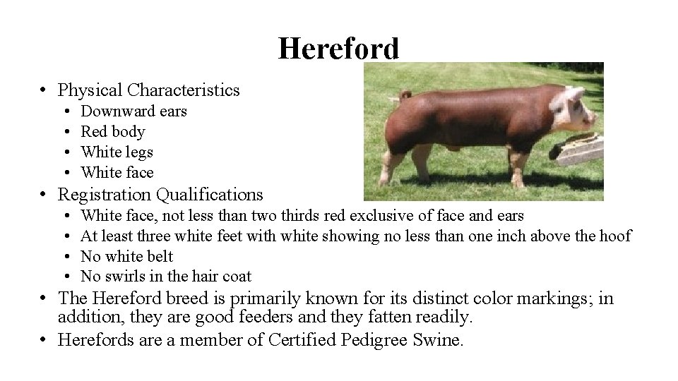 Hereford • Physical Characteristics • • Downward ears Red body White legs White face