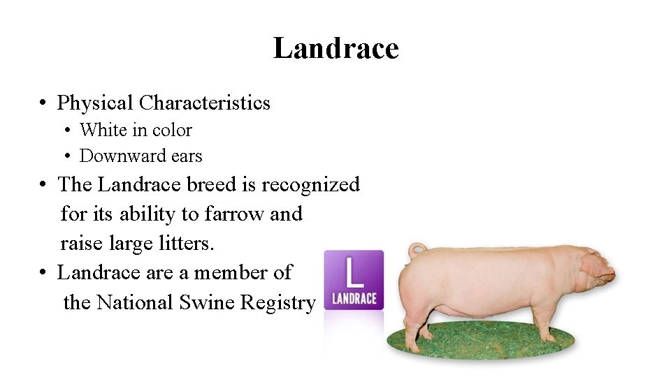 Landrace • Physical Characteristics • White in color • Downward ears • The Landrace