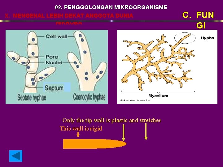 02. PENGGOLONGAN MIKROORGANISME X. MENGENAL LEBIH DEKAT ANGGOTA DUNIA MIKROBA 1 2 3 Only