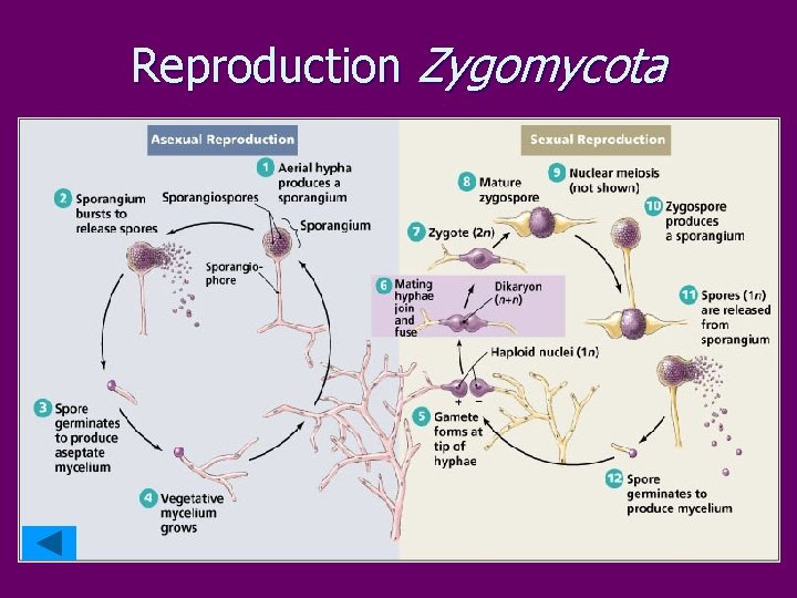 Reproduction Zygomycota 