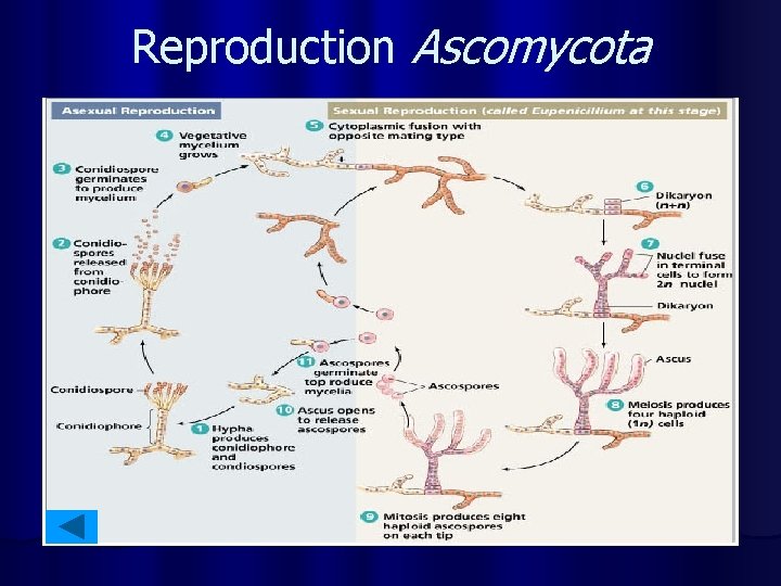 Reproduction Ascomycota 