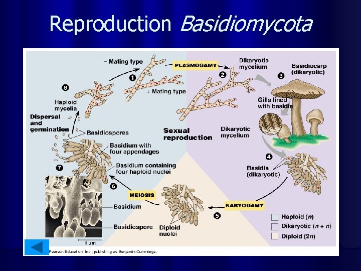 Reproduction Basidiomycota 