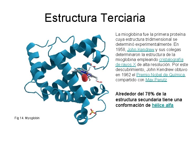 Estructura Terciaria La mioglobina fue la primera proteína cuya estructura tridimensional se determinó experimentalmente.