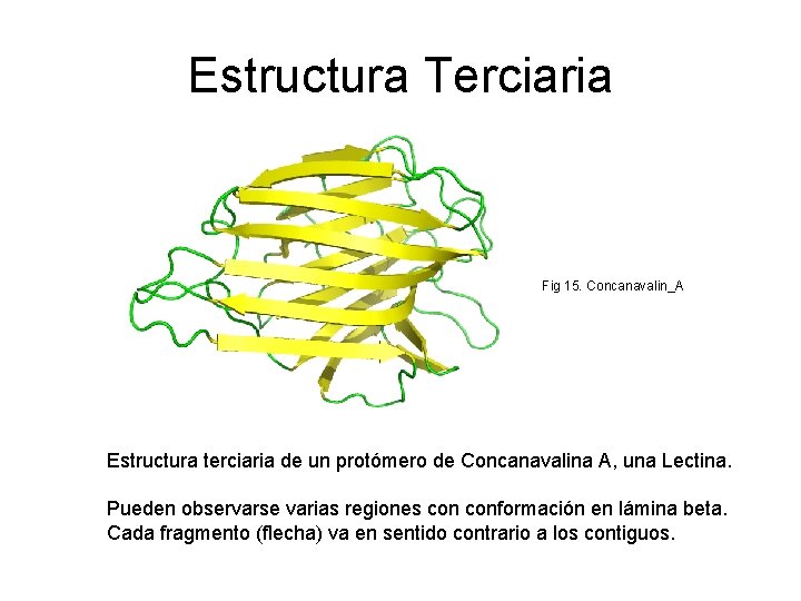 Estructura Terciaria Fig 15. Concanavalin_A Estructura terciaria de un protómero de Concanavalina A, una