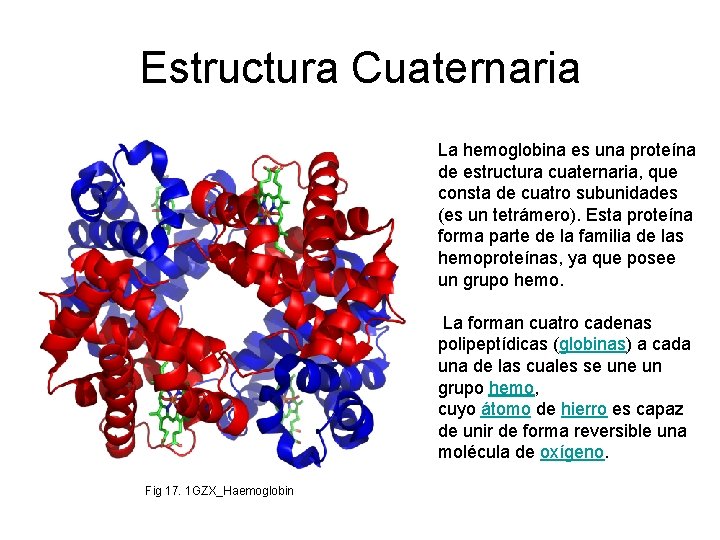 Estructura Cuaternaria La hemoglobina es una proteína de estructura cuaternaria, que consta de cuatro