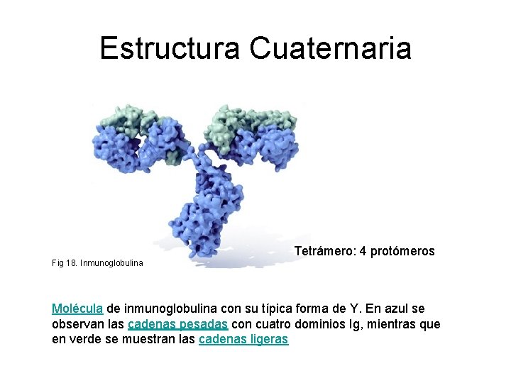 Estructura Cuaternaria Tetrámero: 4 protómeros Fig 18. Inmunoglobulina Molécula de inmunoglobulina con su típica