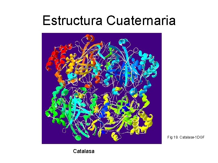 Estructura Cuaternaria Fig 19. Catalase-1 DGF Catalasa 