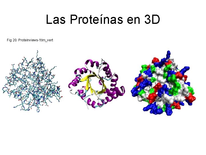 Las Proteínas en 3 D Fig 20. Proteinviews-1 tim_vert 