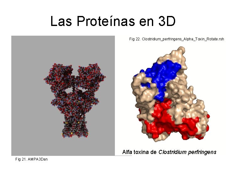 Las Proteínas en 3 D Fig 22. Clostridium_perfringens_Alpha_Toxin_Rotate. rsh Alfa toxina de Clostridium perfringens