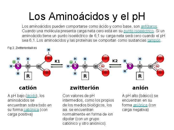 Los Aminoácidos y el p. H Los aminoácidos pueden comportarse como ácido y como