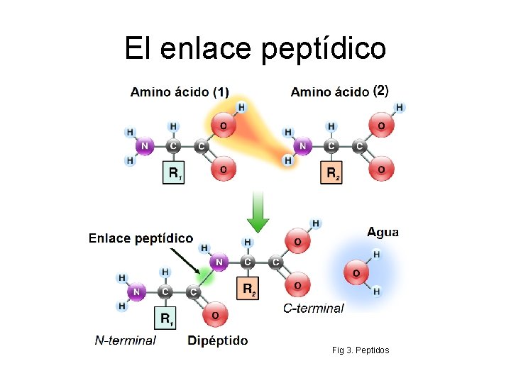 El enlace peptídico Fig 3. Peptidos 