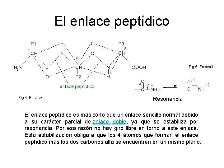 El enlace peptídico Fig 5. Enlpep 3 Fig 4. Enlpep 4 Resonancia El enlace