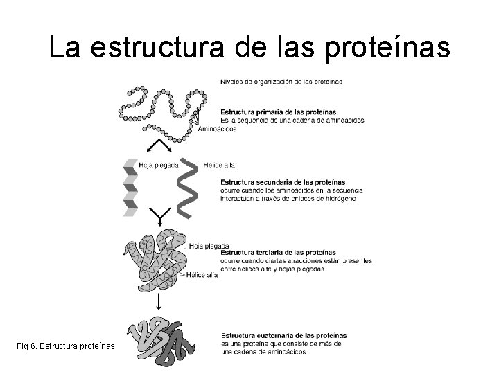 La estructura de las proteínas Fig 6. Estructura proteínas 