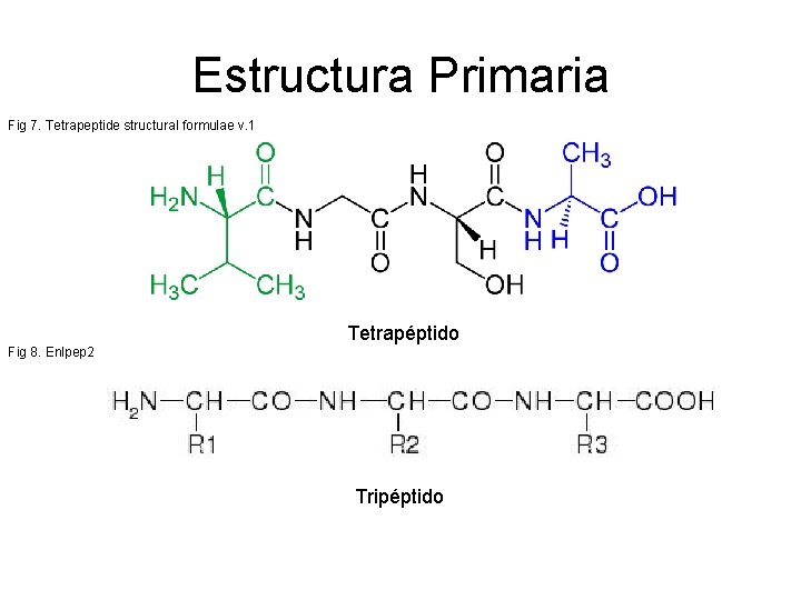 Estructura Primaria Fig 7. Tetrapeptide structural formulae v. 1 Tetrapéptido Fig 8. Enlpep 2