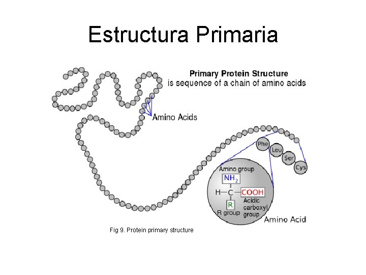 Estructura Primaria Fig 9. Protein primary structure 