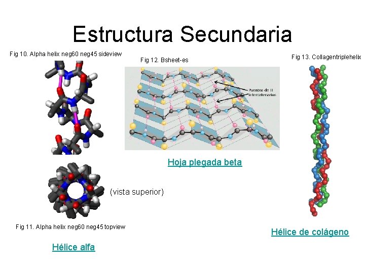 Estructura Secundaria Fig 10. Alpha helix neg 60 neg 45 sideview Fig 12. Bsheet-es