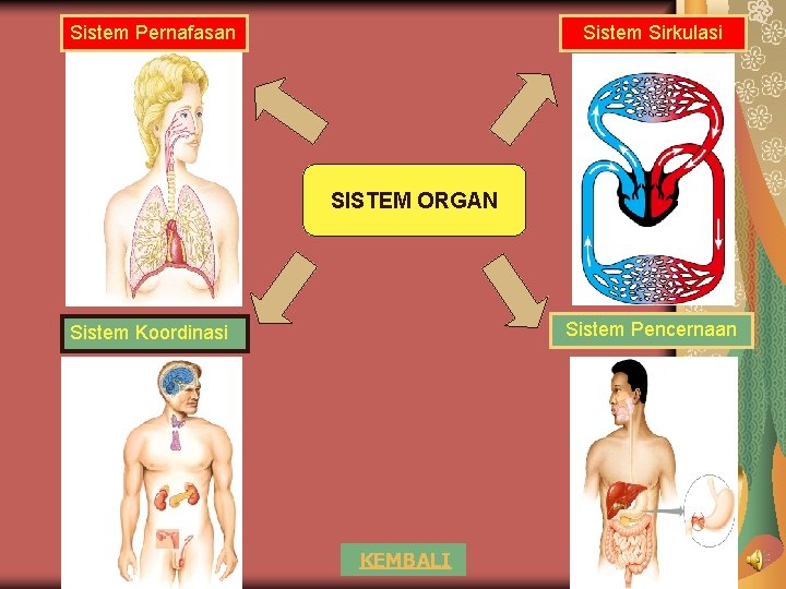 Sistem Pernafasan Sistem Sirkulasi SISTEM ORGAN Sistem Pencernaan Sistem Koordinasi KEMBALI 