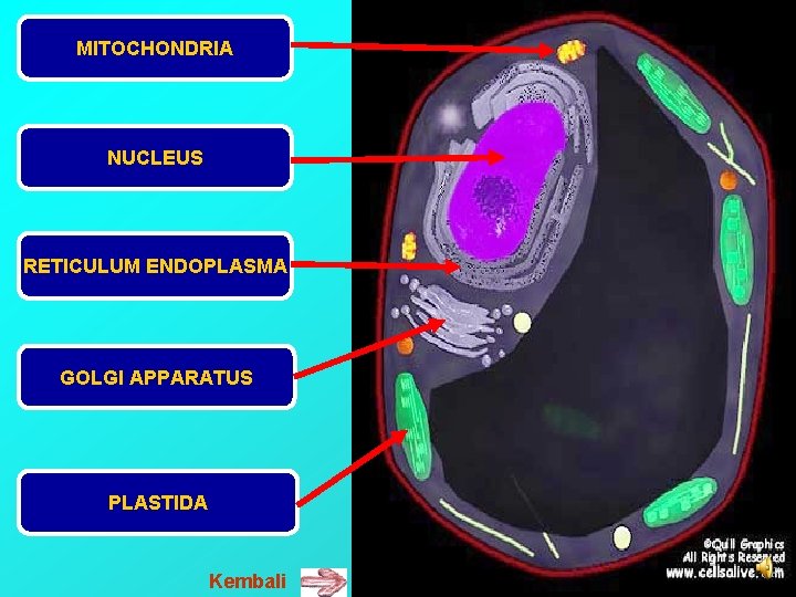 MITOCHONDRIA NUCLEUS RETICULUM ENDOPLASMA GOLGI APPARATUS PLASTIDA Kembali 