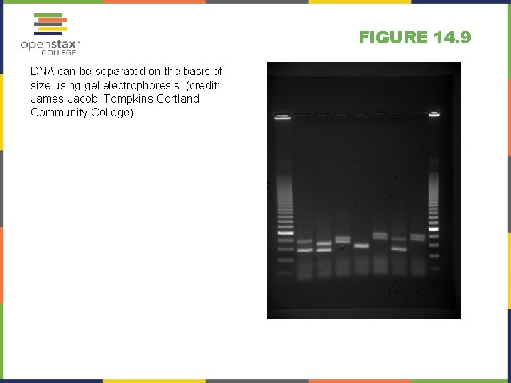 FIGURE 14. 9 DNA can be separated on the basis of size using gel