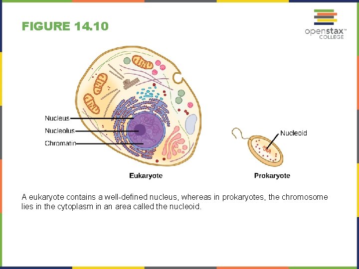 FIGURE 14. 10 A eukaryote contains a well-defined nucleus, whereas in prokaryotes, the chromosome