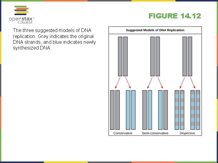 FIGURE 14. 12 The three suggested models of DNA replication. Grey indicates the original