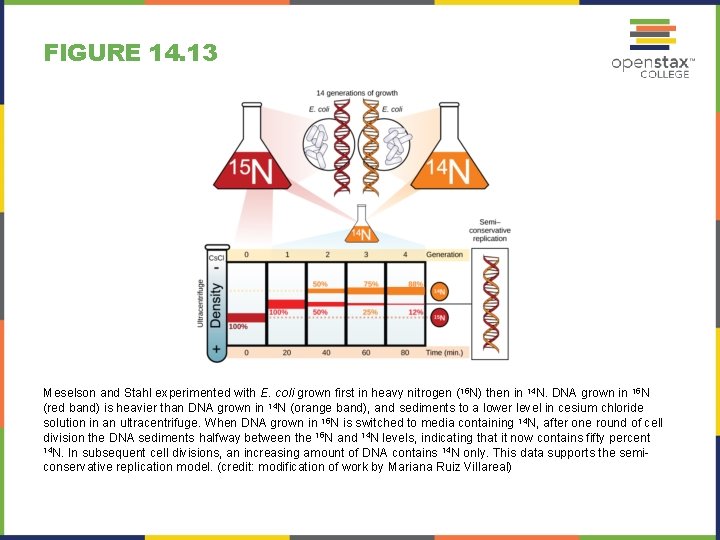 FIGURE 14. 13 Meselson and Stahl experimented with E. coli grown first in heavy