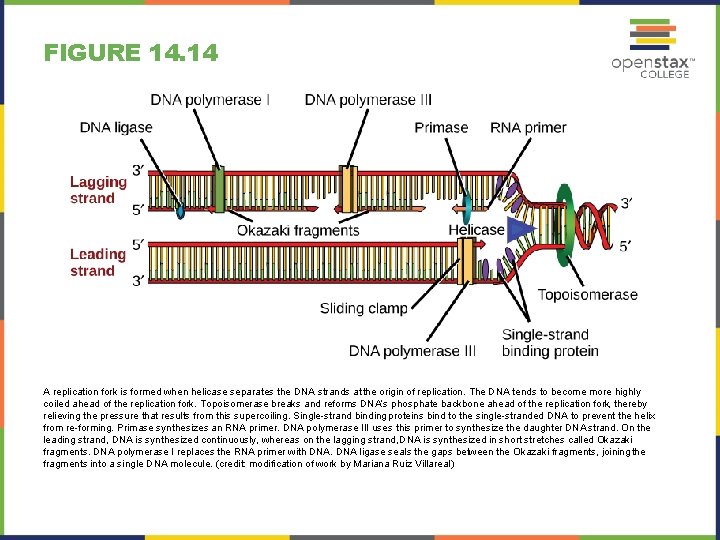 FIGURE 14. 14 A replication fork is formed when helicase separates the DNA strands