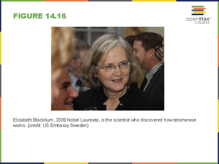 FIGURE 14. 16 Elizabeth Blackburn, 2009 Nobel Laureate, is the scientist who discovered how
