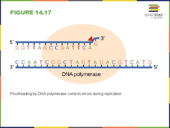 FIGURE 14. 17 Proofreading by DNA polymerase corrects errors during replication. 