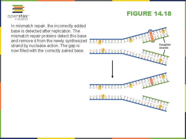 FIGURE 14. 18 In mismatch repair, the incorrectly added base is detected after replication.