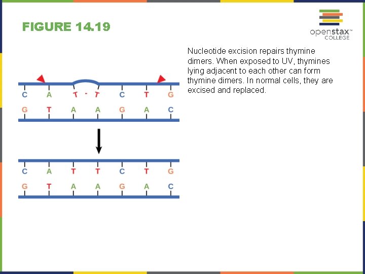 FIGURE 14. 19 Nucleotide excision repairs thymine dimers. When exposed to UV, thymines lying