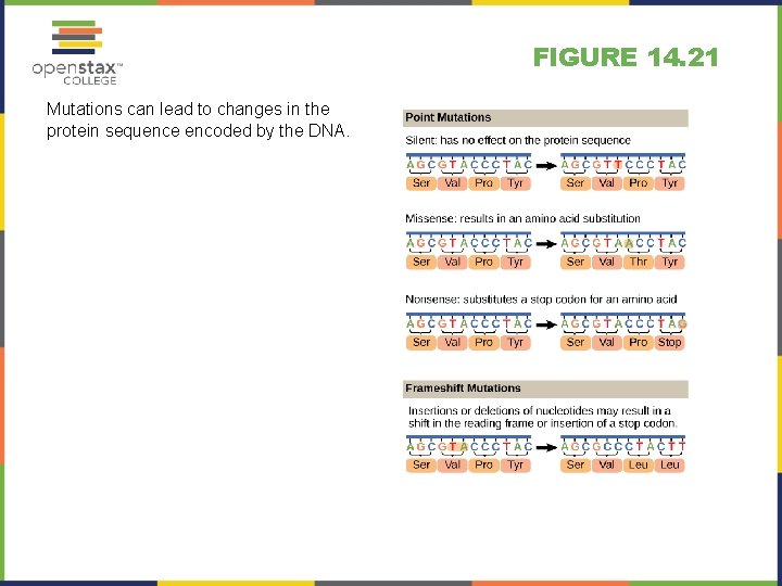 FIGURE 14. 21 Mutations can lead to changes in the protein sequence encoded by
