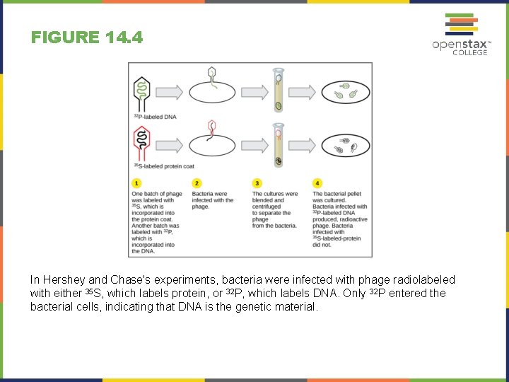 FIGURE 14. 4 In Hershey and Chase's experiments, bacteria were infected with phage radiolabeled