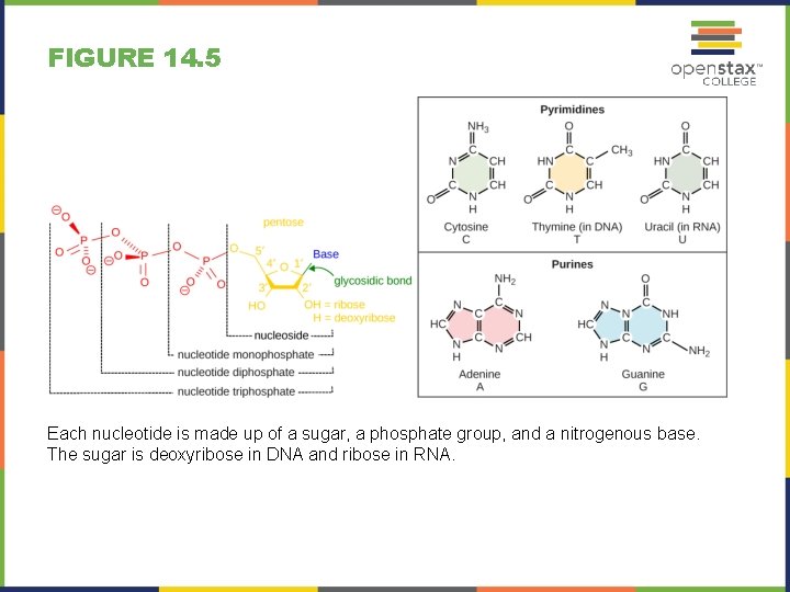 FIGURE 14. 5 Each nucleotide is made up of a sugar, a phosphate group,