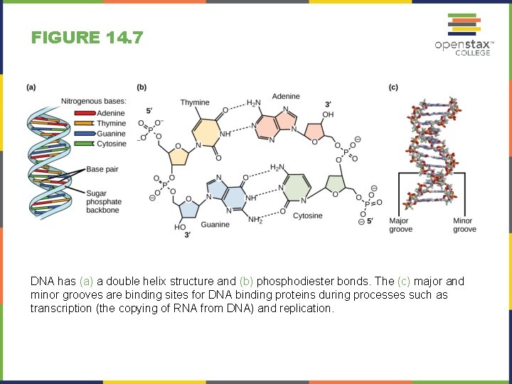 FIGURE 14. 7 DNA has (a) a double helix structure and (b) phosphodiester bonds.